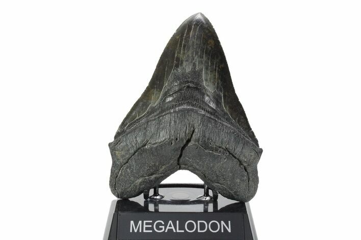 Serrated, Fossil Megalodon Tooth - Giant SC River Meg #353104